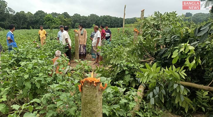 শিবগঞ্জে কৃষকের ১০০ গাছ কেটে দিল দুর্বৃত্তরা